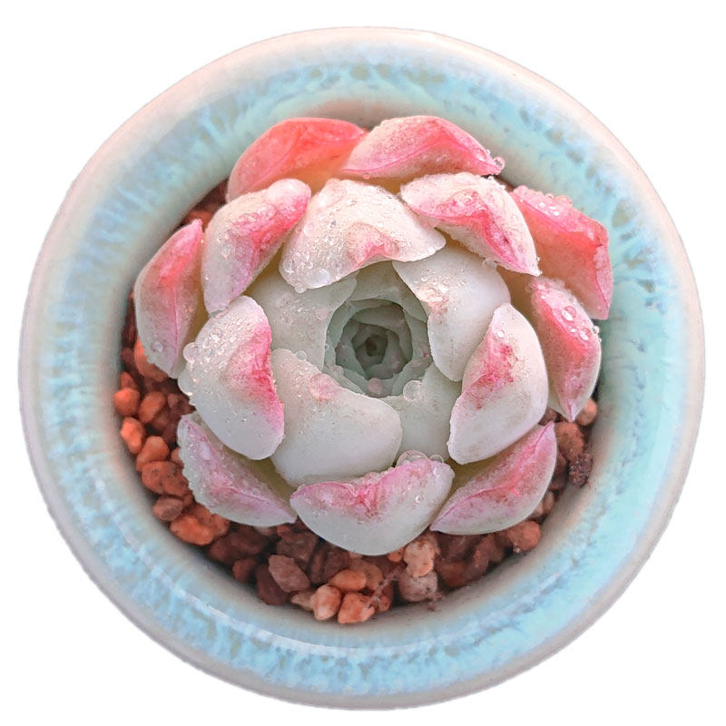 【一物一拍】沁心 蔷薇月影小包子果冻色多肉植物办公室满28包邮,淘宝优惠券,粉丝福利购,淘宝优惠卷