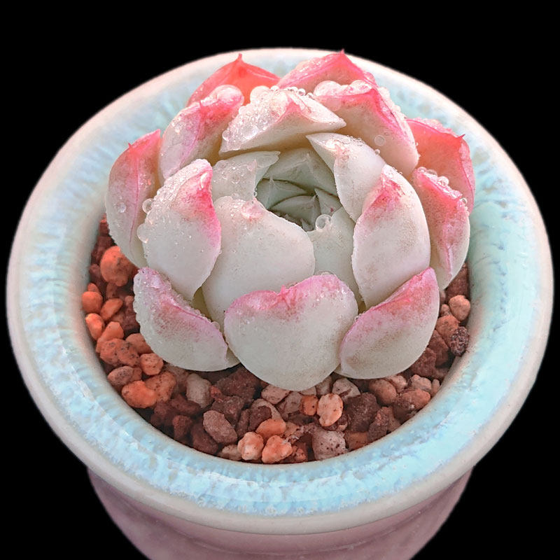 【一物一拍】沁心 蔷薇月影小包子果冻色多肉植物办公室满28包邮,淘宝优惠券,粉丝福利购,淘宝优惠卷