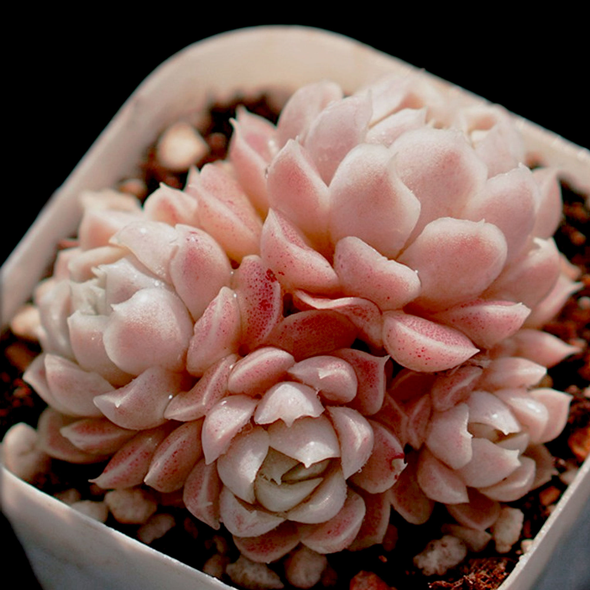 【一物一拍】阿尔巴白月影精品群生多肉植物新手盆栽绿植满28包邮,淘宝优惠券,粉丝福利购,淘宝优惠卷