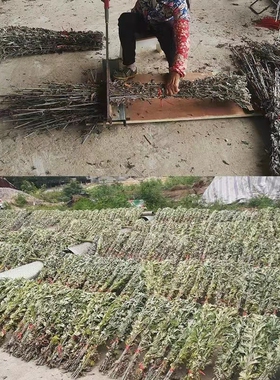 蕲春陈艾叶干艾草产后月子泡脚