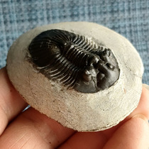 Moroccan trifoliage Platycutellum sp (reeye worm length 4 2 cm) boutique collection level