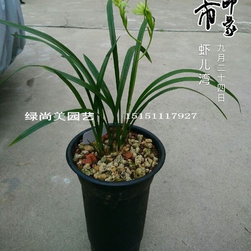 兰花盆塑料专用兰花花盆仿紫砂加厚兰草盆带孔透气多肉盆景种植盆 - 图1