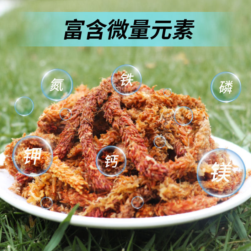 智利进口水苔蝴蝶兰专用兰花土石斛毛毛虫水苔植料干苔藓乌龟冬眠,淘宝优惠券,粉丝福利购,淘宝优惠卷