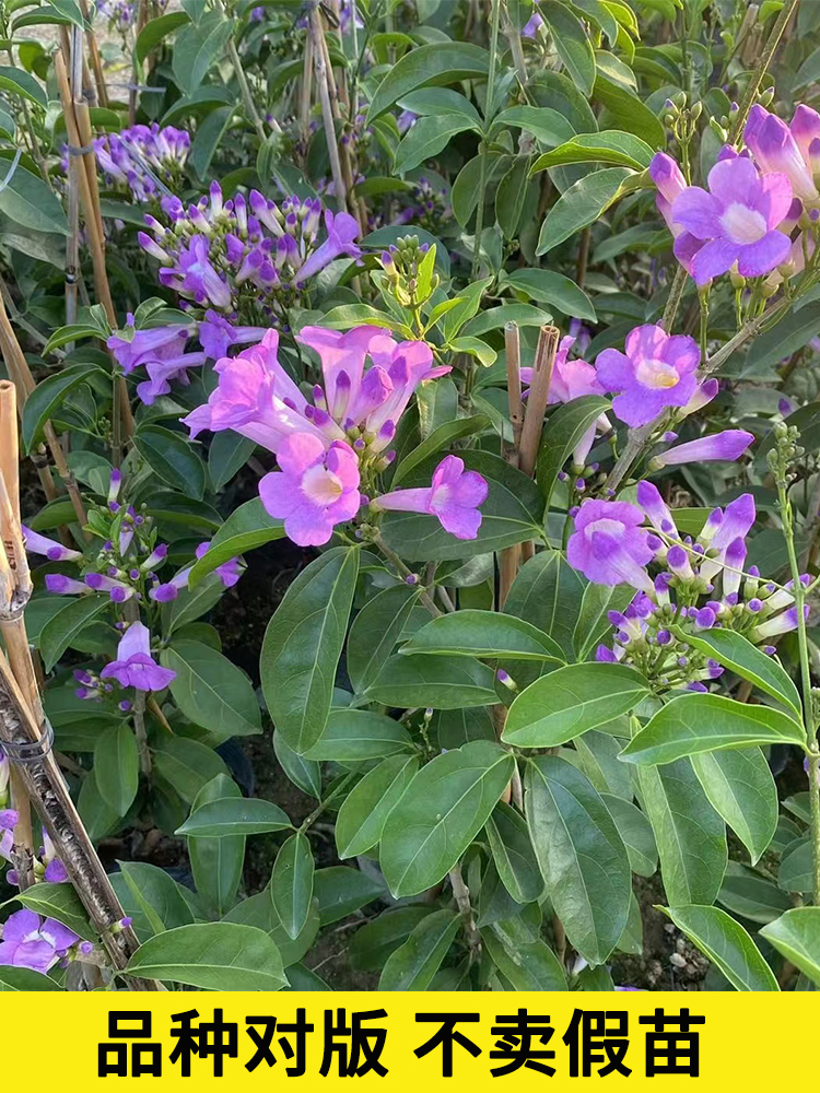 蒜香藤花苗紫铃藤攀援爬藤植物紫花庭院阳台围墙植物室外花卉盆栽 - 图1