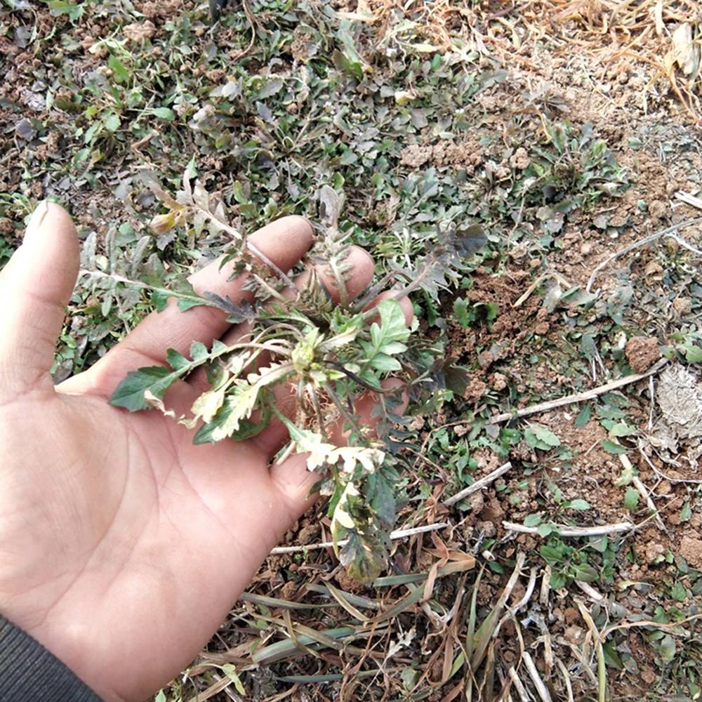 暂停接单十月发 露天荠菜新鲜野生野菜包邮蔬菜现挖地菜野菜新鲜 - 图2