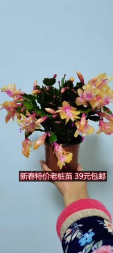黄色蟹爪兰黄金蟹爪兰带花苞盆栽金媚索菲亚包品种 - 图0