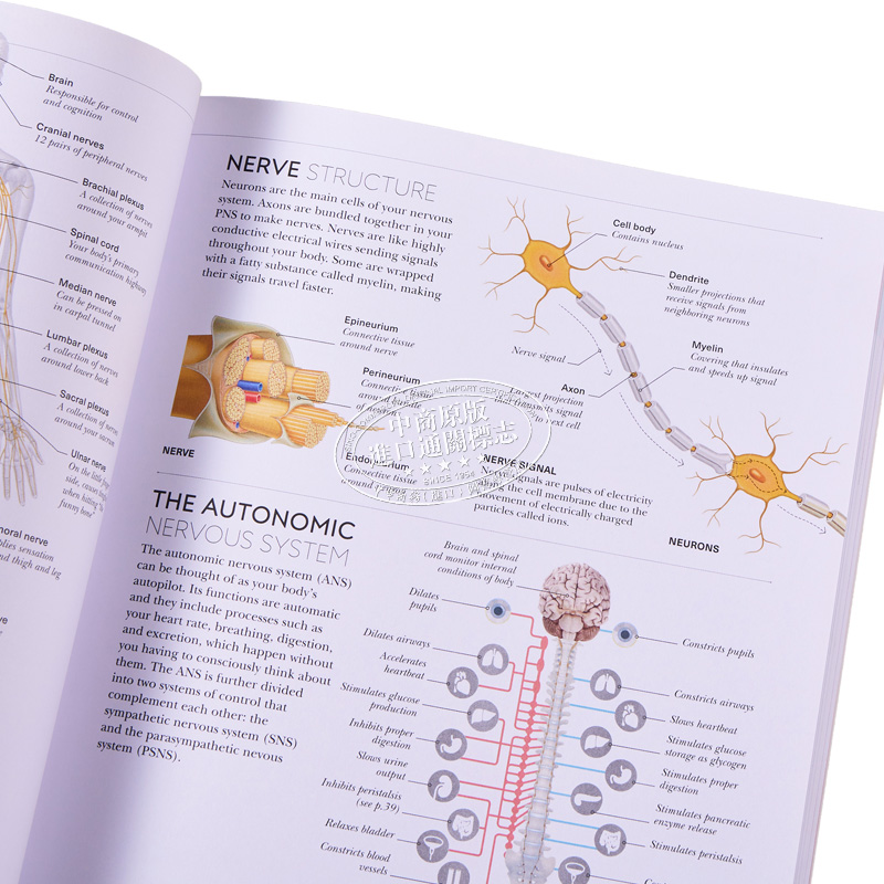 现货 DK科学百科系列之瑜伽科学Science of Yoga Anatomy and Physiology英文原版 Ann Swanson【中商原版】-图2