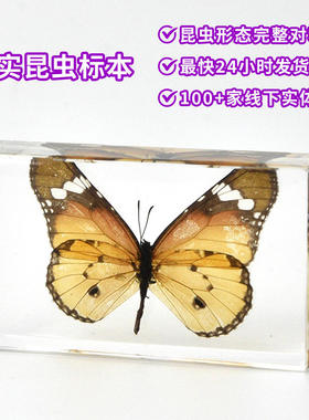 盲盒亚马逊爆款成品亚克力真实标本昆虫透明树脂教学用具礼品