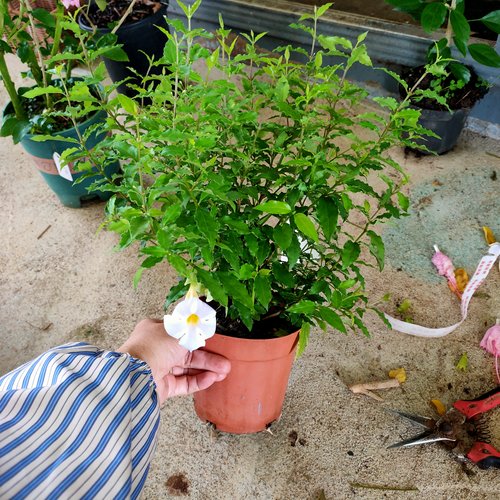 蓝色吊钟硬枝老鸦嘴月亮仙子耐热晒旱抗病易养丰花多年生常绿灌木 - 图2