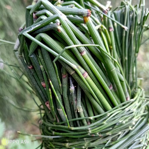 野生新鲜节节草500g包邮木贼草祛火茶锁眉草笔杆中草药现采 - 图3