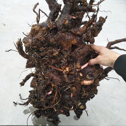 野生新鲜虎杖根500g中草药土大黄大接骨酸筒杆斑杖根黄地榆花斑竹 - 图3