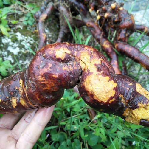 野生新鲜虎杖根500g中草药土大黄大接骨酸筒杆斑杖根黄地榆花斑竹 - 图0