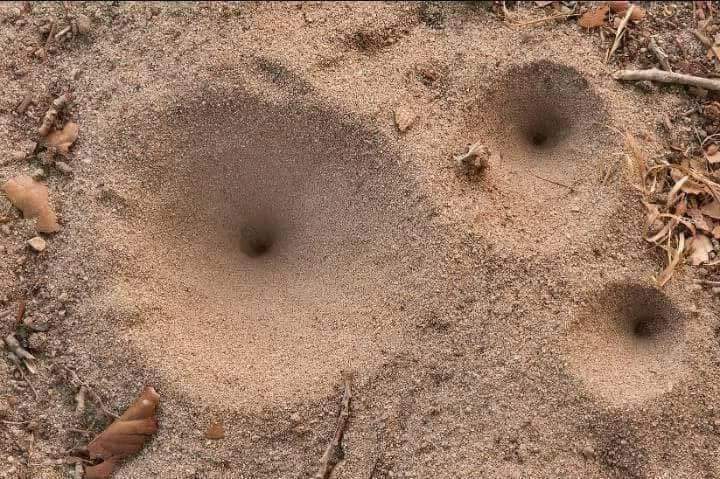 特色爬宠野生蚁狮小宠物活体金沙牛倒退虫蚂蚁的克星全国包邮 - 图1