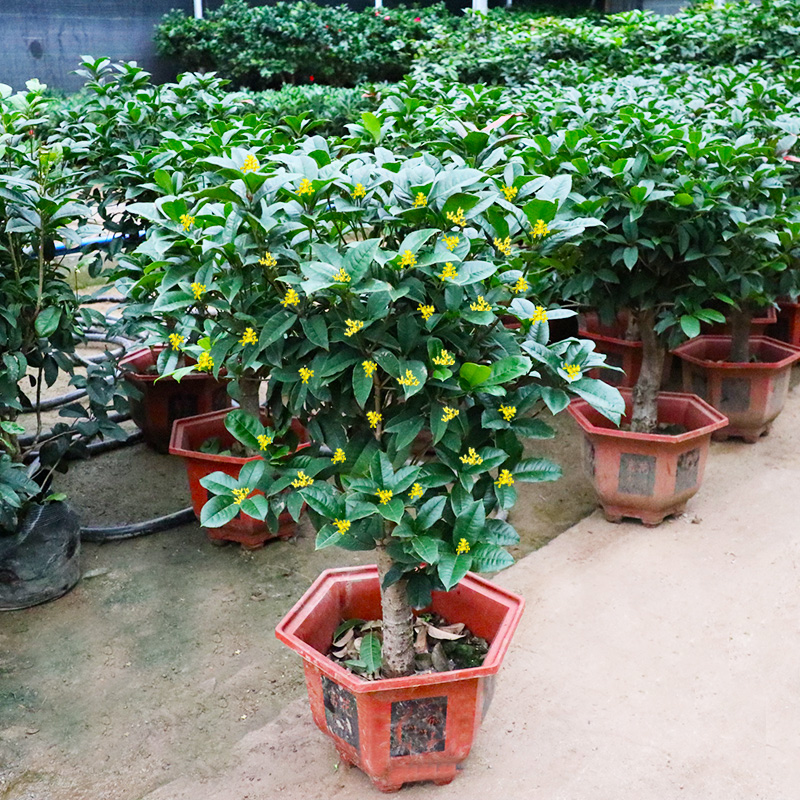 四季桂花盆栽树苗耐寒花卉庭院金桂浓香型天香台阁盆景植物地栽 - 图2