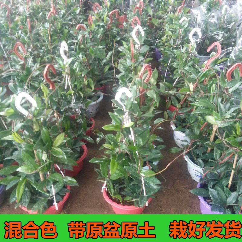 球兰盆栽当年开花带花大苗四季好养绿植吊兰爬藤攀援植物心叶花卉-图2