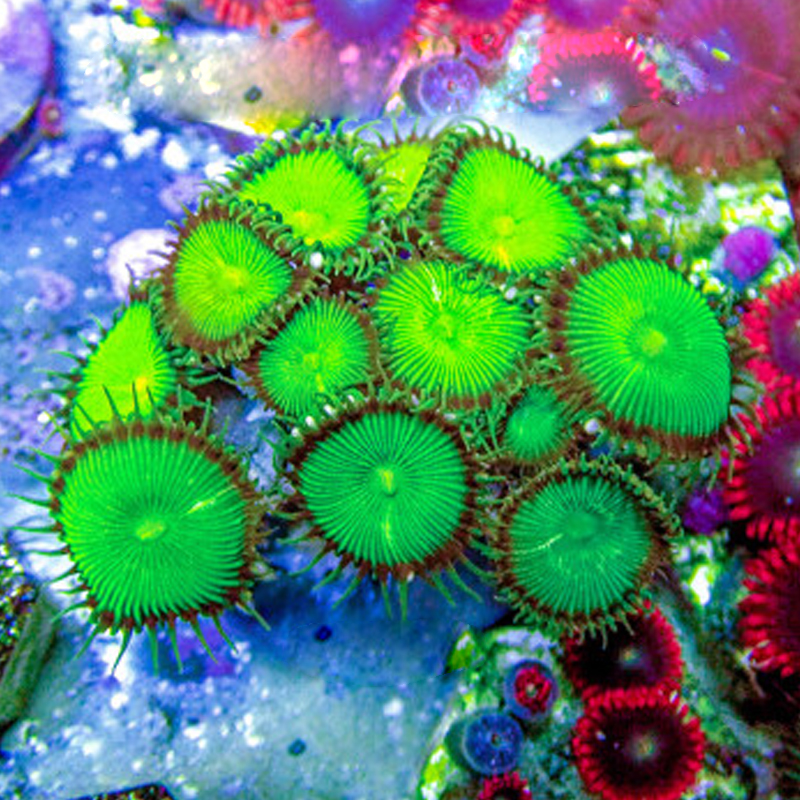 大眼绿纽扣珊瑚绿水螅大种好繁殖耐活新手珊瑚养定活体一颗成景 - 图2