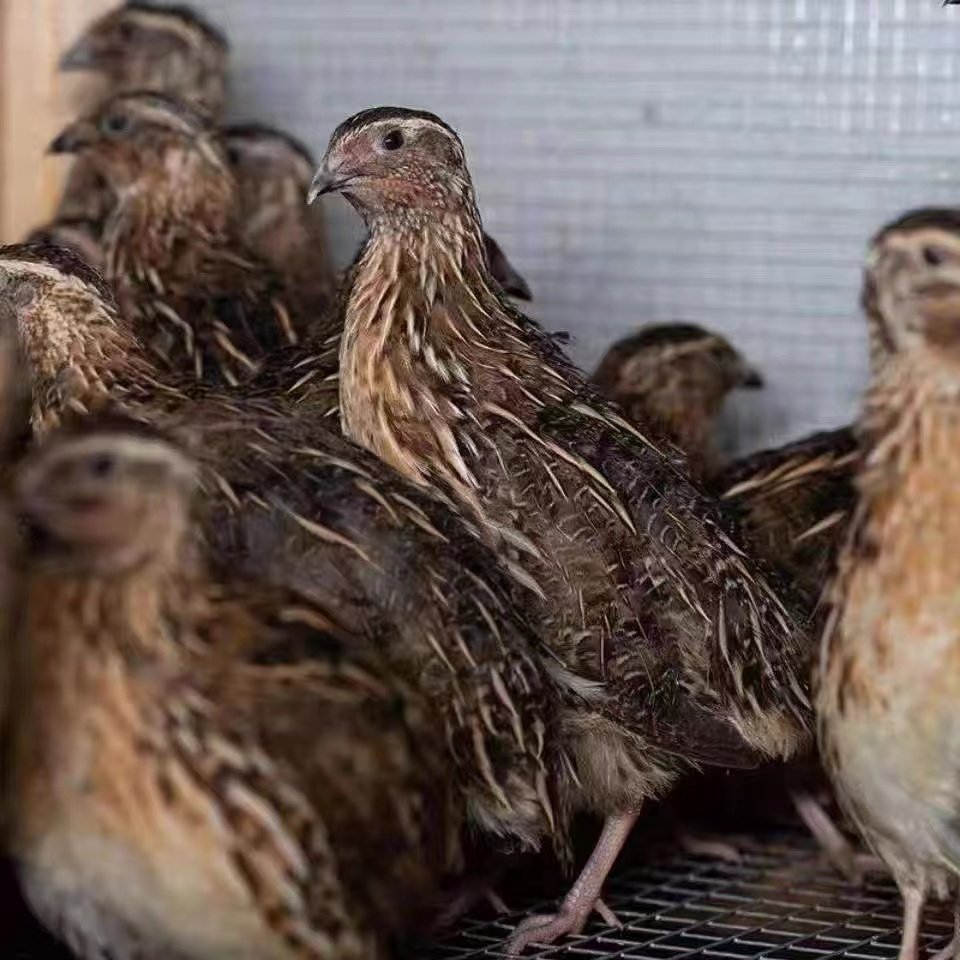 鹌鹑活苗青年鹌鹑鸟黄羽沙维天天下蛋阳台宠物白羽鹌鹑鸟活物包邮,淘宝优惠券,粉丝福利购,淘宝优惠卷