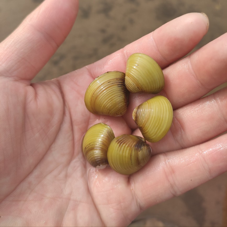 溪蚬黄金蚬小河蚌河蚬活体淡水冷水原生宠物小型水族除藻观赏螺。-图1