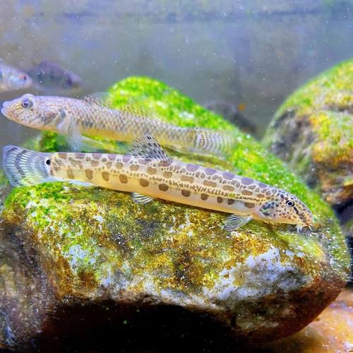 中华花鳅原生鱼冷水清洁鱼清道夫冷水鱼洗沙器清理底沙鱼便好养耐 - 图2