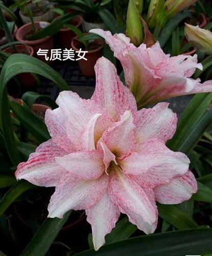 裸球苗专拍笑脸蜂鸟安吉拉气质美女蔓越莓 - 图1