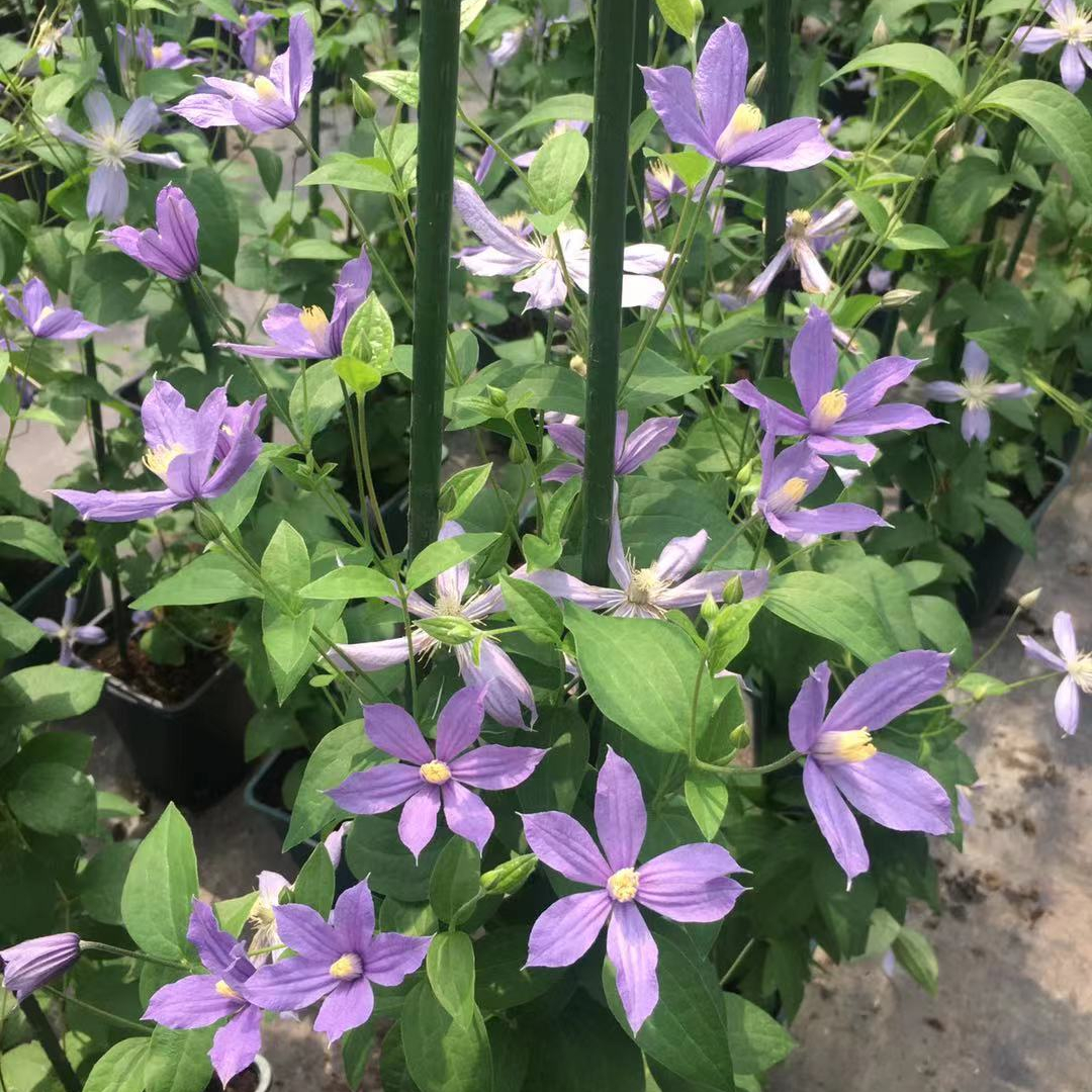 三类全缘组切花铁线莲 星之河流花岛哈库里闪烁阿拉贝拉小艺术家 - 图0