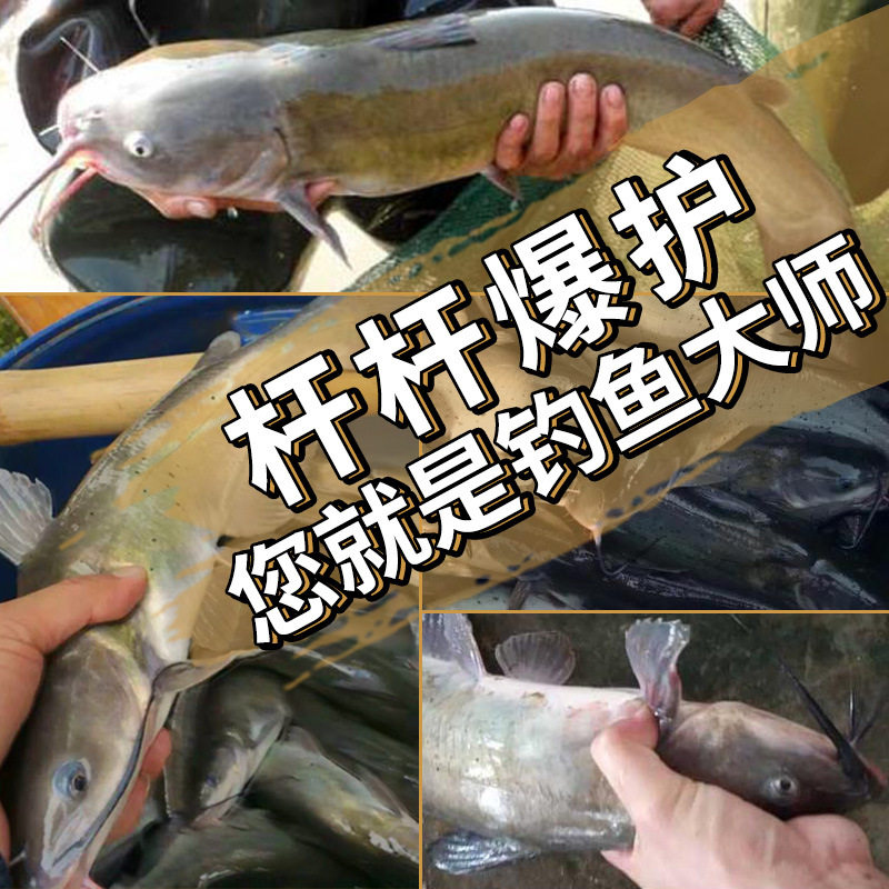 叉尾鮰鱼饵料黑坑混养鲤鱼草鱼腥味野钓罗非专用鱼饵钓饵一包搞定,淘宝优惠券,粉丝福利购,淘宝优惠卷