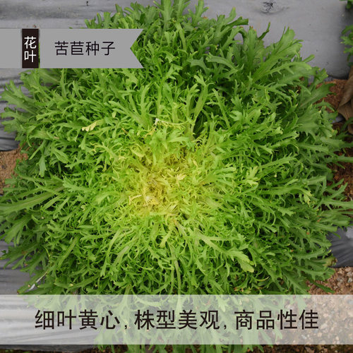 蔬菜种子阳台四季种菜种籽小白菜生菜香菜菠菜荆芥油麦菜芹菜茴香 - 图1