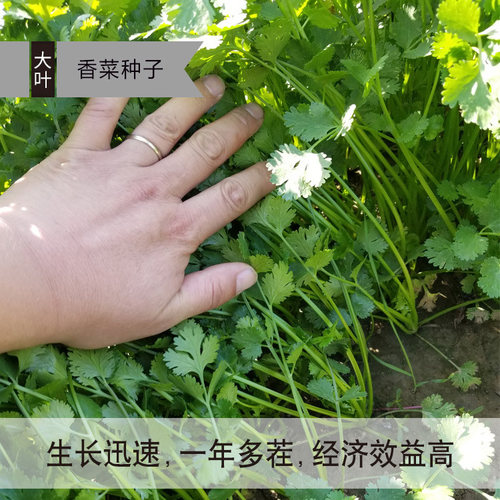 蔬菜种子阳台四季种菜种籽小白菜生菜香菜菠菜荆芥油麦菜芹菜茴香 - 图2