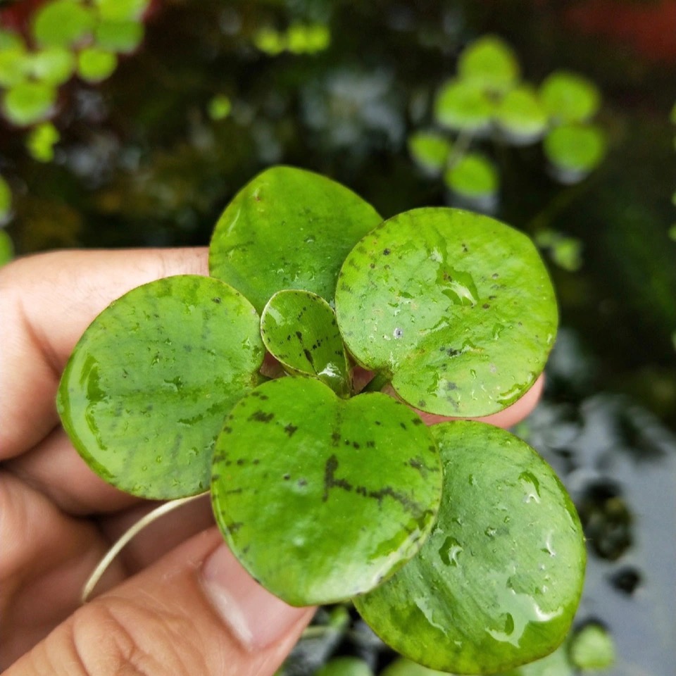 豹纹萍水培浮性懒人养龟鱼水草紫背浮萍浮萍水生植物净化水质除氨 - 图2