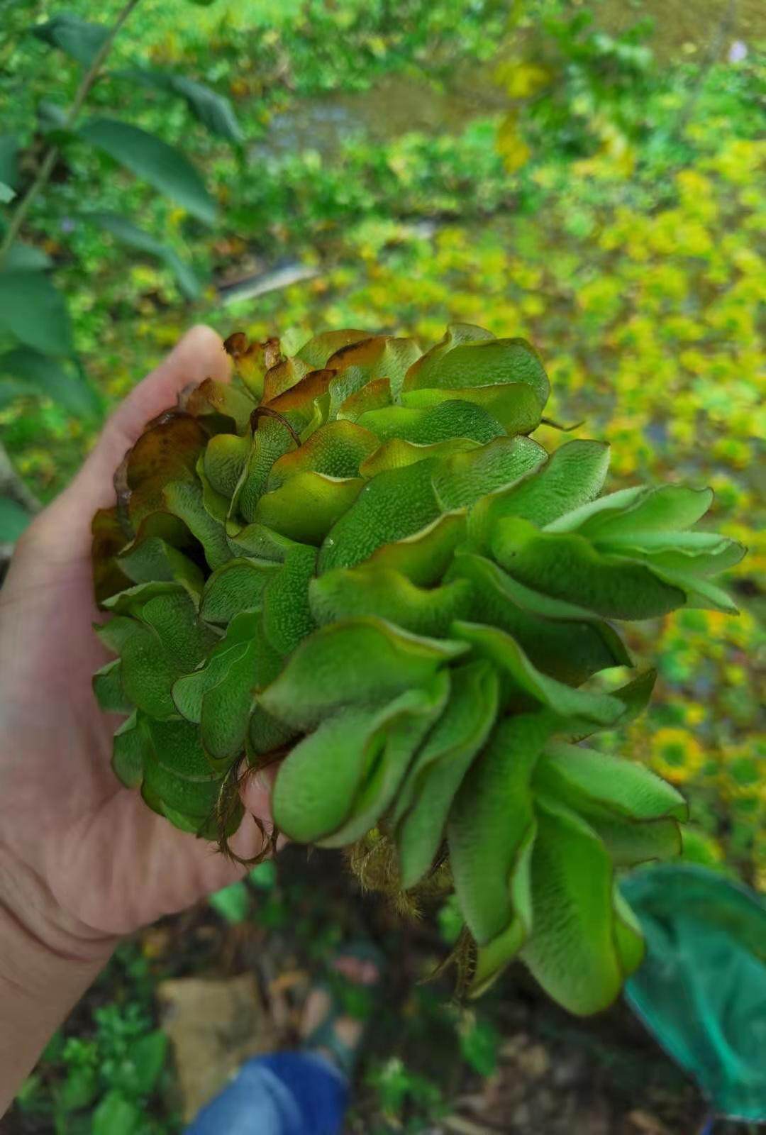 鱼缸浮萍水草活体植物浮性除no3净化水质水葫芦水族箱满全场包邮 宠乐多多 淘优券
