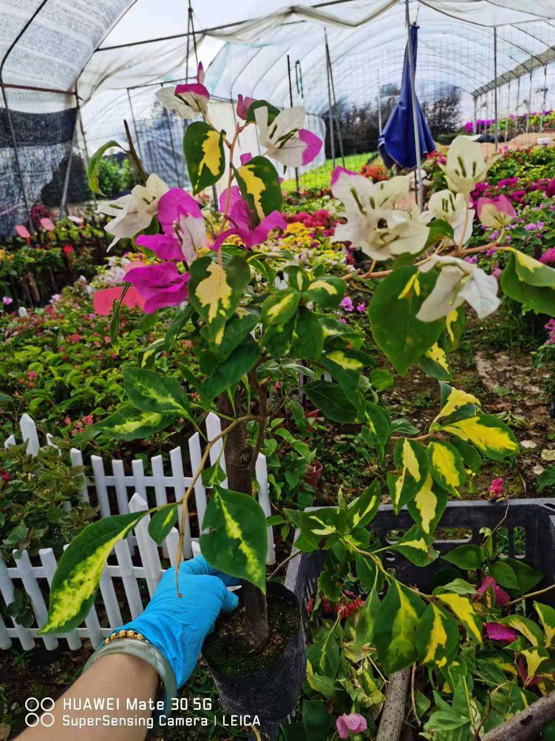 金心双色三角梅本店满48元自动包邮,淘宝优惠券,粉丝福利购,淘宝优惠卷