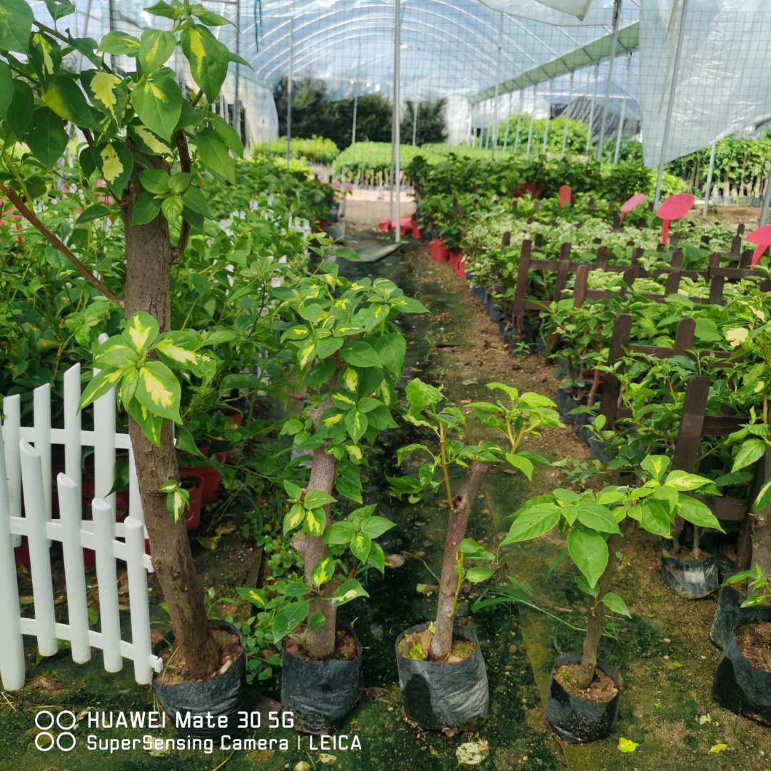 金心双色三角梅本店满48元自动包邮,淘宝优惠券,粉丝福利购,淘宝优惠卷