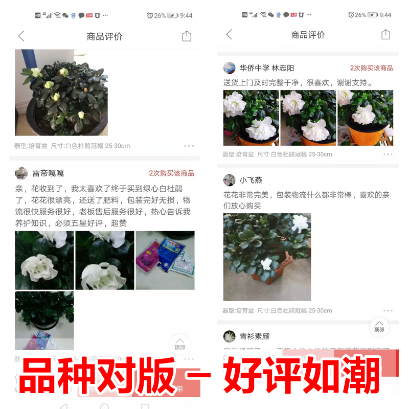 永福花乡园艺 白色杜鹃花 比利时杜鹃 西洋杜鹃花 西洋杜鹃花苗 - 图0