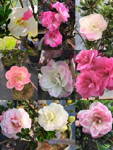 永福花乡园艺 皋月杜鹃 娟之舞杜鹃花 鹃之舞杜鹃 夏娟 碧空 五 - 图1