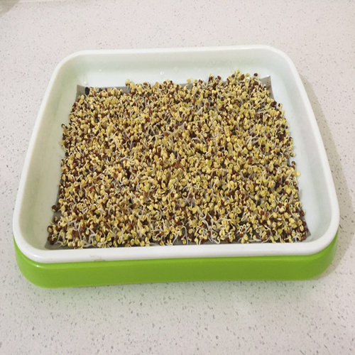 芽苗菜白萝卜纸上种菜红杆萝卜水萝卜水培蔬菜无土栽培阳台菜包邮 - 图0