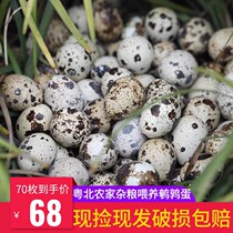 Shaoguan Farmhouse Groceries Feed Fresh Quail Eggs 70 Small Birds Raw Egg White Birds Eggs Baby Coveting Whole Boxes