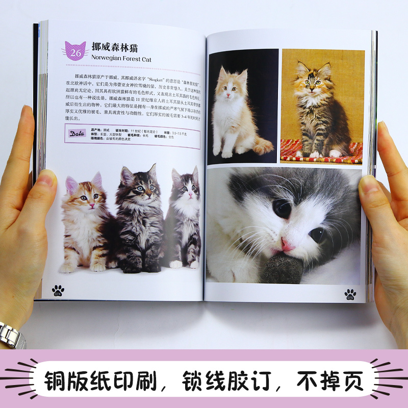 小猫 46种软萌小猫图鉴高清美图 英国短毛猫布偶猫暹罗猫折耳猫 猫图鉴书 猫图鉴猫咪书籍养猫指南养猫手册宠物书籍喂养猫品种大全 - 图3