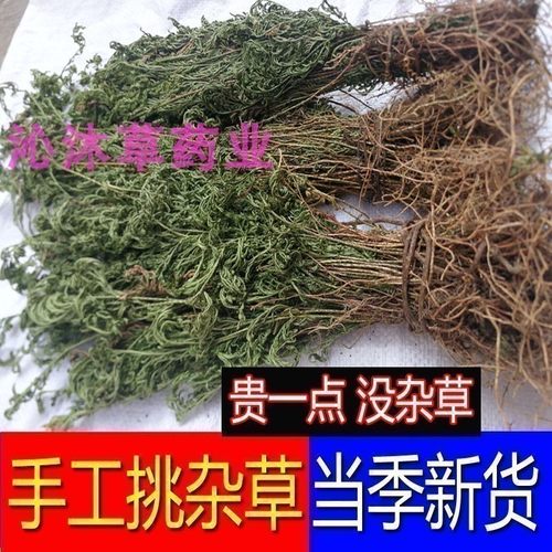 正宗石上柏中草药深绿卷柏中药材地侧柏广西红根梗地柏草新鲜干货 - 图3