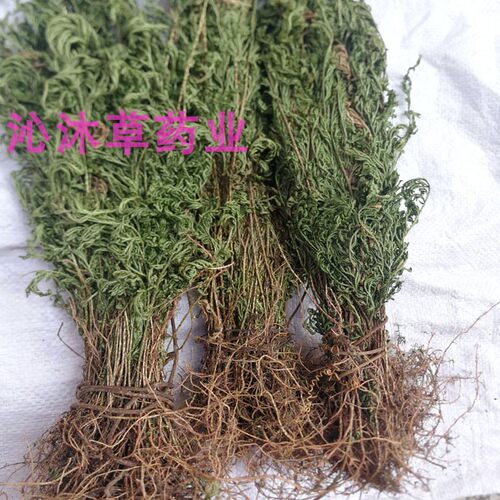 正宗石上柏中草药深绿卷柏中药材地侧柏广西红根梗地柏草新鲜干货 - 图1