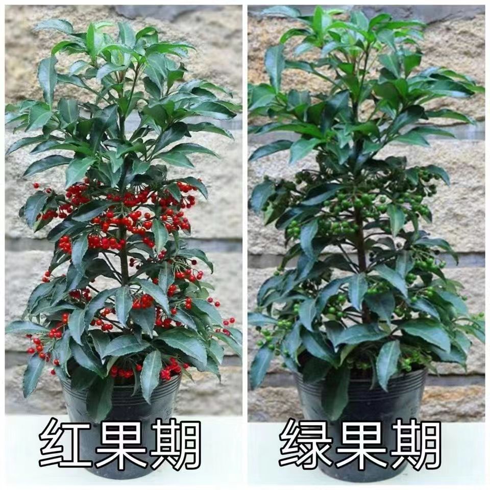 富贵籽盆栽带果发货黄金万两绿植金玉满堂室内植物办公室花卉盆景 - 图2