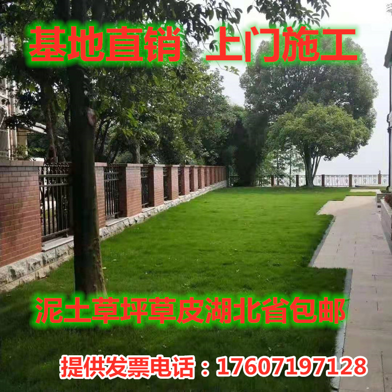 武汉裕康园林草坪草皮真草四季青果岭草马尼拉百慕大带泥土草-图2