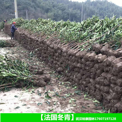 武汉裕康园林 植树节 法国冬青树苗 珊瑚树苗篱笆 法青围栏绿篱 - 图0