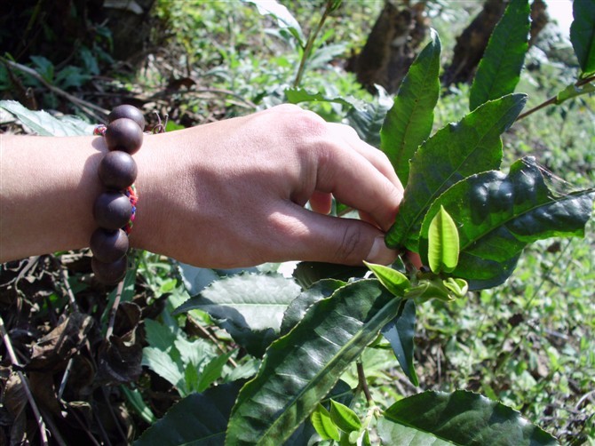 茶叶树苗 茶树苗 茶叶盆栽 龙井碧螺春普洱铁观音毛尖瓜片茶苗