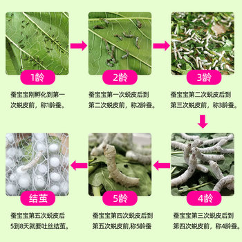 Silkworm Baby Set Live Baby Silkworm Student Silk Raising 1st Age 2nd Age 345th Age Colorful Golden Silkworm Eggs Fresh Tender Mulberry Leaves