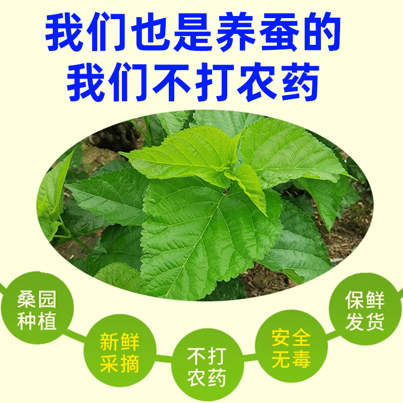 新鲜桑叶蚕宝宝套装食物嫩桑叶树苗七彩蚕金丝蚕12345龄大叶500克 - 图2