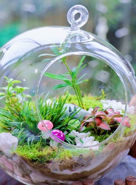 多肉植物微景观生态瓶多肉微景观玻璃吊瓶15cm含支架