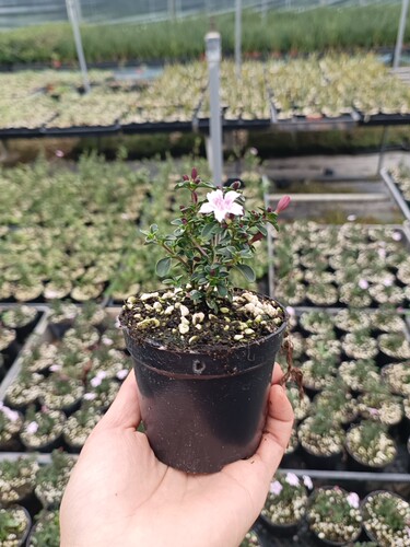 紫花六月雪盆景悬崖素材苗石来转运微型小盆栽绿植花卉红色 - 图2