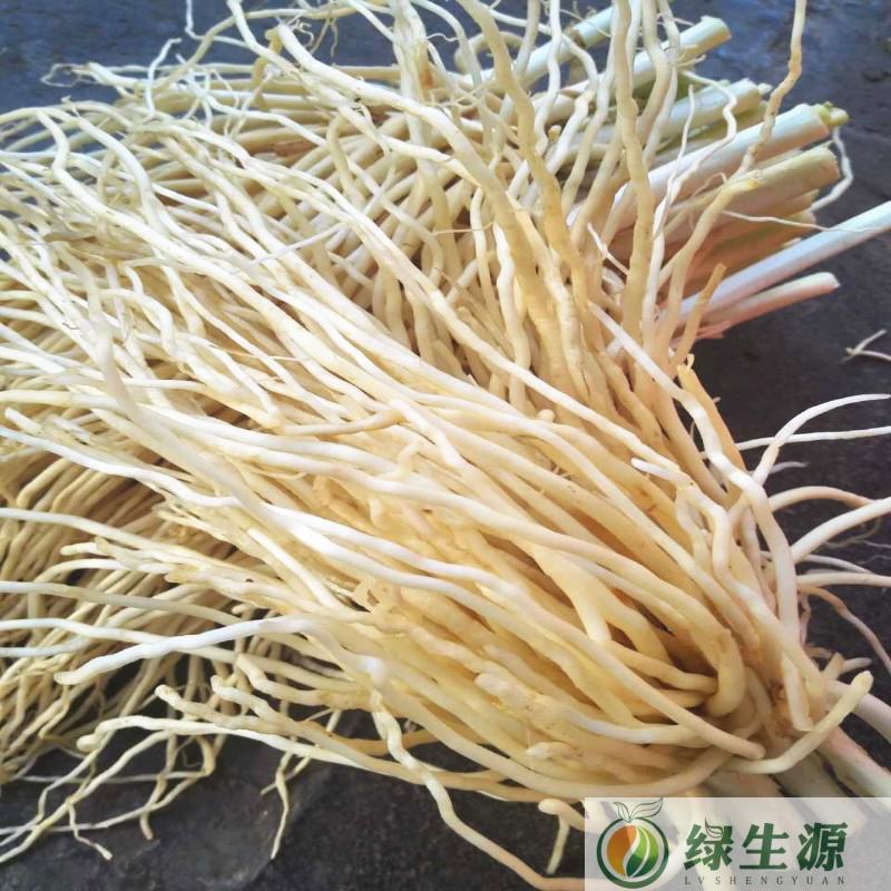 云南新鲜苤菜根大韭菜撇菜根蔬菜可炖可煮可腌制食用500克包邮 - 图3