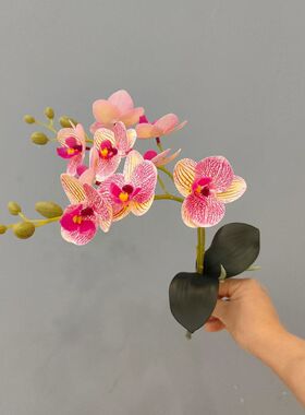 迷你蝴蝶兰仿真单只手感蝴蝶花