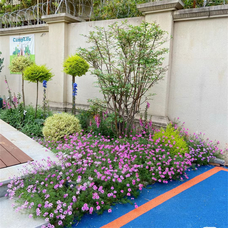 细叶美女樱庭院花园花镜种植多年生宿根地被植物耐寒耐热特好活-图0